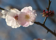 Plum blossom flowers in early spring