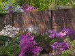 Azalea flowers by a brick wall