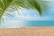 Palm With Empty Beach