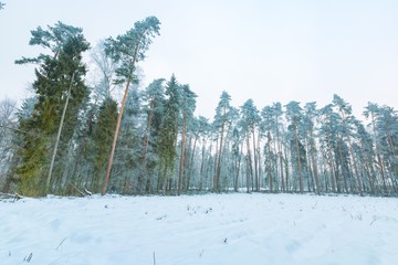 Wall Mural - Winter in tranquil forest