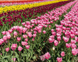 © olegmayorov - A field of red tulips country farm