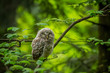 © Glasco - Ural owl (Strix uralensis) - Puszczyk uralski