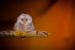 © Glasco - Tawny owl (Strix aluco) - Puszczyk zwyczajny