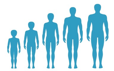 Wall Mural - Man's body proportions changing with age. Boy's body growth stages. Vector illustration. Aging concept. Illustration with different man's age from baby to adult. European men flat style.