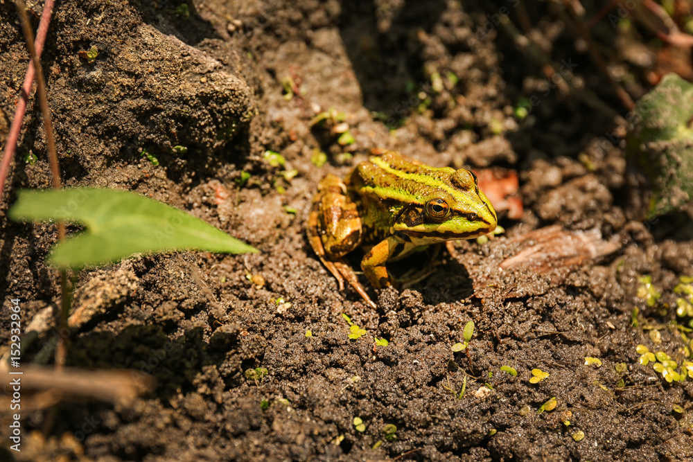 Green toad on nature background