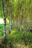 Fototapeta Krajobraz - młody las brzozowy