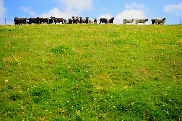 Wall Mural - Herd of cows on a farmland in East Devon