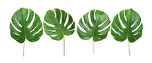 Green Tropical Leaves On White Background