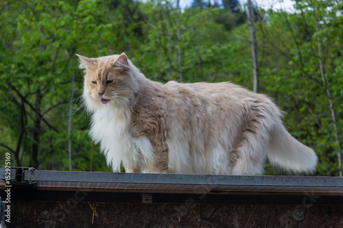 Katze Am Dach Maine Coon Jäger Tierwelt Haustier Bester