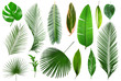 Leinwandbild Motiv Different tropical leaves on white background