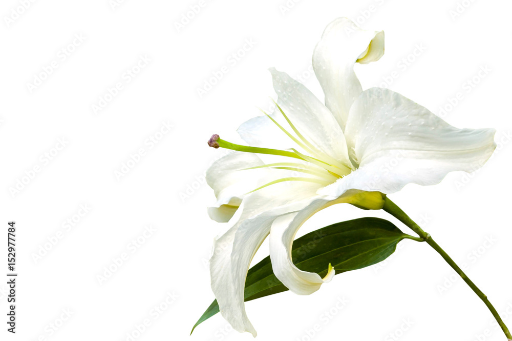 White lily flower closeup isolated on white - obrazy, fototapety, plakaty 