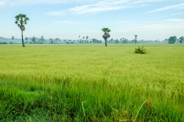 Rice field and blue sky