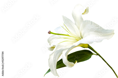 Cuadros en Lienzo White lily flower closeup isolated on white