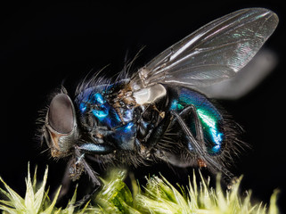 Focus Stacking - Common Blue Bottle Fly, Bluebottle Fly, Flies