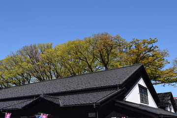 山居倉庫 ／ 東北地方の米どころ、山形県庄内のシンボル「山居倉庫」の風景です。山居倉庫は明治26年(1893)に建てられ、現在も現役の米保管倉庫です。白壁、土蔵づくり９棟からなる倉庫の米の収容能力は10,800トン(18万俵)です。夏の高温防止のために背後にケヤキ並木を配し、内部の湿気防止には二重屋根にするなど、自然を利用した先人の知恵が生かされた低温倉庫です。