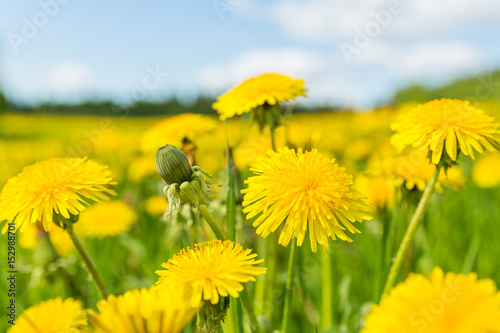 Fotografie, Obraz Blooming dandelion flowers (Taraxacum officinale) on spring time.