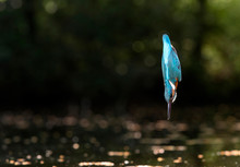 Common Kingfisher Diving Into Water.