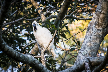 sulphur crested cockatoo