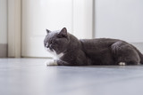 Fototapeta Przestrzenne - The gray British cat