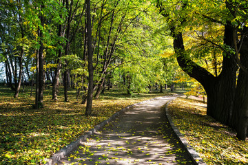 Wall Mural - a pedestrian road in a park under green trees
