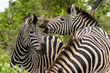 Kämpfende Zebrahengste auf Safari im Krüger Nationalpa