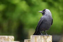 Side View Of An Adult Jackdaw Perched On A Fence Post. Space For Your Text. 