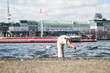 head of a swan coming up behind quay wall at Alster Lake in Hamburg, Germany