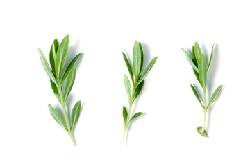 Wall Mural - Sprig of fresh thyme isolated on a white background