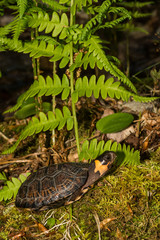 Wall Mural - Bog Turtle (Glyptemys muhlenbergii)