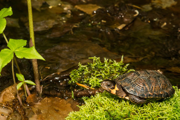 Wall Mural - Bog Turtle (Glyptemys muhlenbergii)