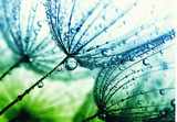 Fototapeta Dmuchawce -  dandelion flower background