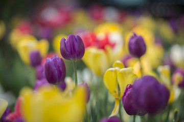 Tulips