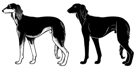 Saluki Hound set 2 - - outline and silhouette vector