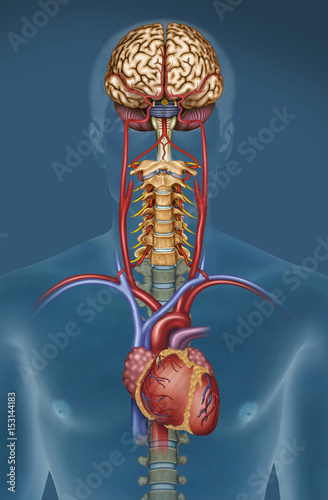 Nowoczesny obraz na płótnie Mózg, krew, serce, tętnica, żyły