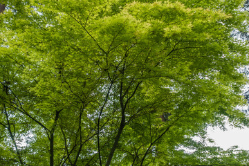 green spring leaves 2