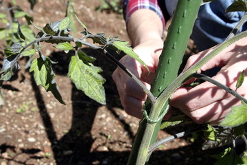 Working in a sustainable tomato cultivation in countryside