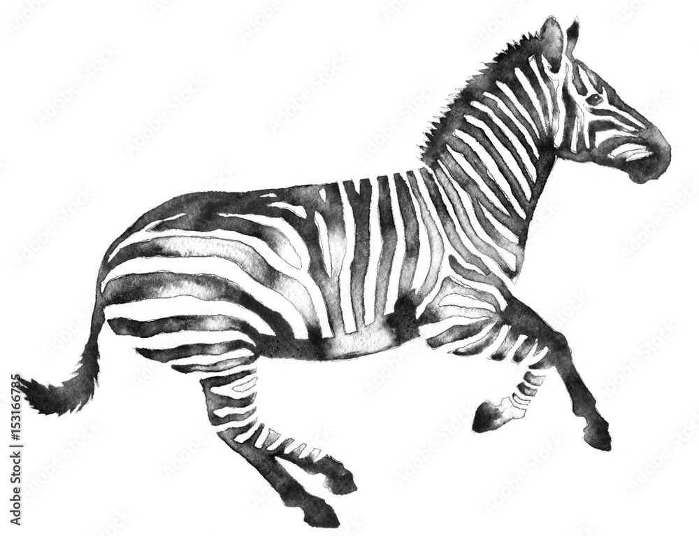 black and white monochrome painting with water and ink draw zebra illustration - obrazy, fototapety, plakaty 