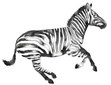Black And White Monochrome Painting With Water And Ink Draw Zebra Illustration