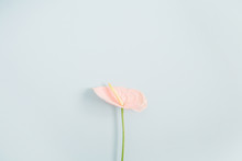 Beautiful Pink Anthurium Flower Isolated On Pale Pastel Blue Background. Flat Lay, Top View. Floral Composition