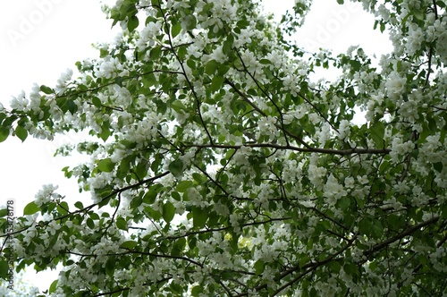 Foto-Lamellenvorhang - цветущая яблоня (von urra)