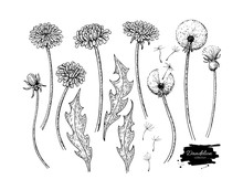Dandelion Flower Vector Drawing Set. Isolated Wild Plant And Flying Seeds. Herbal