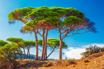 Wall Mural - Pine trees on Corsica island, France, Europe.