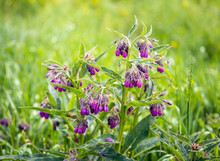 Purple Budding, Flowering And Overblown Blooms Of A Common Comfrey Plant
