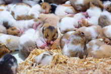Hamster Sleeping Together As A Group.