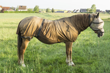 Sweet itch - Full body fly protection, including a mask, for the sensitive horse