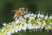 Honey Bee (Apis Mellifera) Collecting Nectar And Pollen On Mentha Sachalinensis Is Known By The Common Name Of Garden Mint