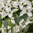 White dogwood flowers with raindrops
