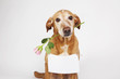 Brown dog with pink rose in its mouth and white table for text.  On the bright background. 