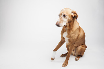 Wall Mural - Brown dog’s leg is wrapped in a bandage. Broken paw, painful stare. 