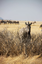 Zebra Und Herde Stehen Am Busch Am Straßenrand Im Etosha Nationalpark In Namibia In Afrika
